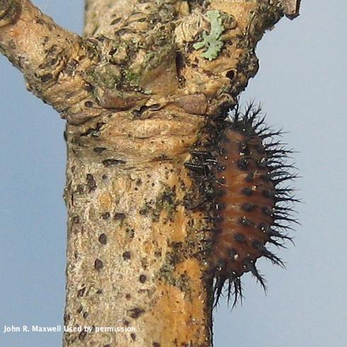 Larva of Chilocorus kuwanae.