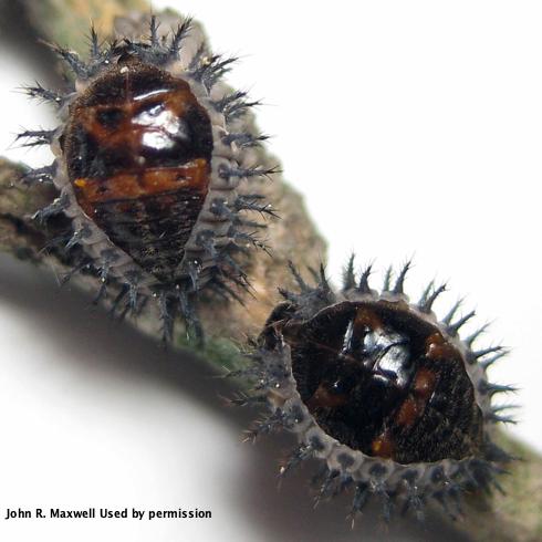 Pupae of Chilocorus kuwanae inside the spiny skin of the last instar.