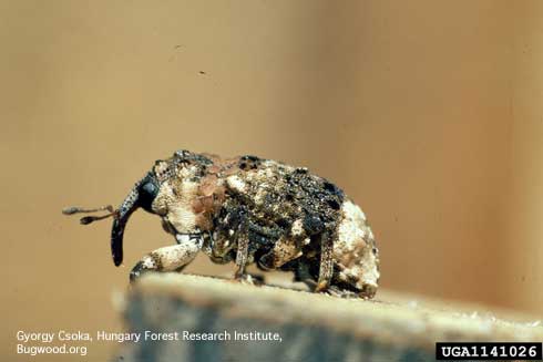 Adult poplar and willow borer, <i>Cryptorhynchus lapathi</i>, a weevil.