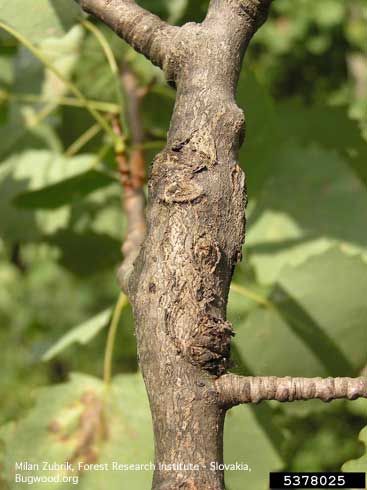 A branch swelling caused by the feeding inside of a larva of poplar and willow borer, <i>Cryptorhynchus lapathi</i>, a weevil.