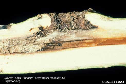 A swollen branch cut open to reveal a tunnel packed with the frass (excrement) of a larva of the poplar and willow borer, <i>Cryptorhynchus lapathi</i>, a weevil.