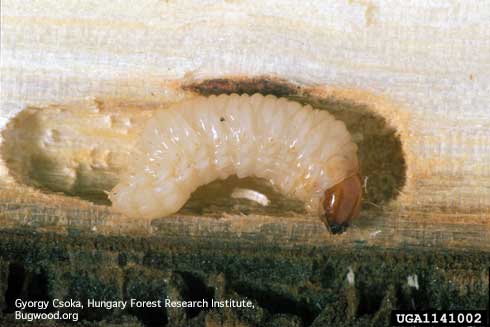 Larva of a poplar and willow borer, <i>Cryptorhynchus lapathi</i>, a weevil exposed in its tunnel.