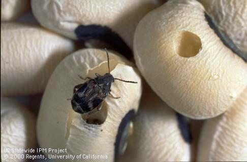 Adult cowpea weevil.