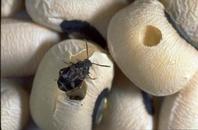 Cowpea weevil