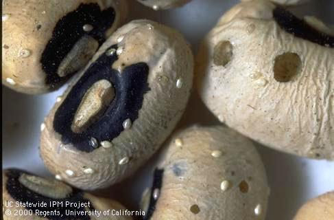 Eggs of cowpea weevil.