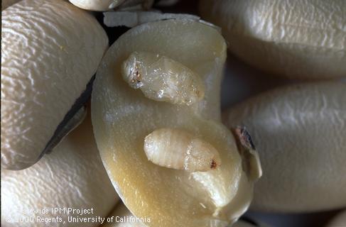 Cowpea weevil larva and pupa.