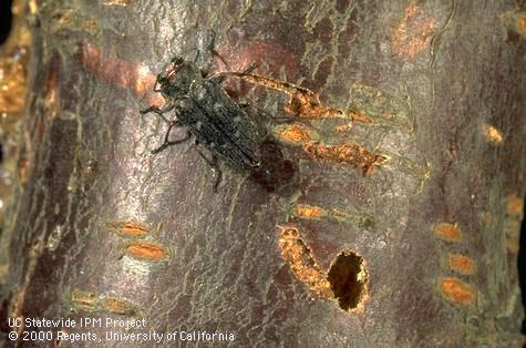 An adult Pacific flatheaded borer beside an emergence hole in cherry wood.