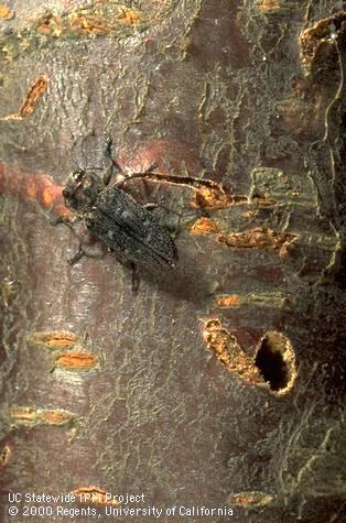 An adult Pacific flatheaded borer beside an emergence hole in cherry wood.