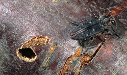 Two adult emergence holes and an adult Pacific flatheaded borer (top).