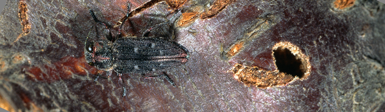 Adult Pacific flatheaded borer.