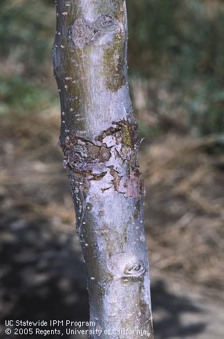 Damage to the trunk of a young tree by Pacific flatheaded borer, <I>Chrysobothris mali.</I>.