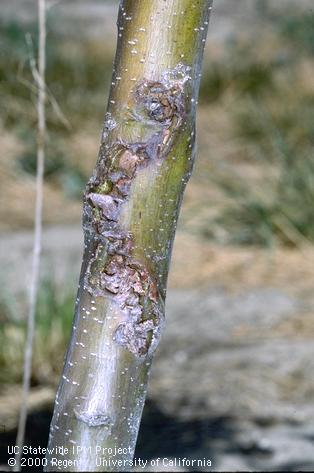 Cracked, rough bark caused by larvae of Pacific flatheaded borer, <i>Chrysobothris mali</i>, tunneling under bark.