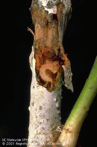 Larva of Pacific flatheaded borer.