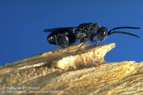 Adult wasp, <i>Trigonura californica</i>, which during its larva stage is a parasite of Pacific flatheaded borer,<i>Chrysobothris mali</i>.