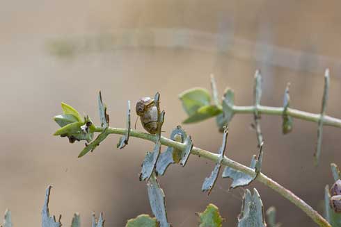 Adult southern eucalyptus leaf beetles, <i>Chrysophtharta m-fusca,</i> mating on the foliage of baby blue eucalyptus (silverleaved mountain eucalyptus).