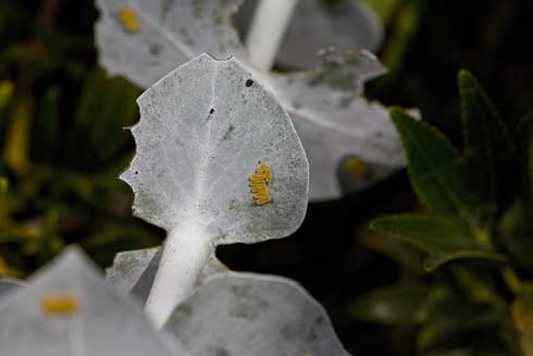 Clusters of unhatched eggs of southern eucalyptus leaf beetle, <i>Chrysophtharta m-fusca,</i> on leaves of baby blue eucalyptus (silverleaved mountain eucalyptus).