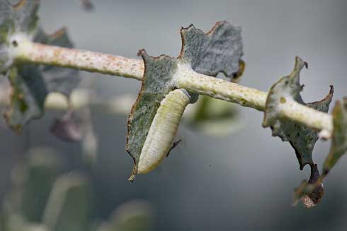 Late-instar larva of southern eucalyptus leaf beetle, <i>Chrysophtharta m-fusca,</i> feeding on the foliage of baby blue eucalyptus (silverleaved mountain eucalyptus).