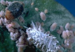 Mealybug destroyer adult and larva