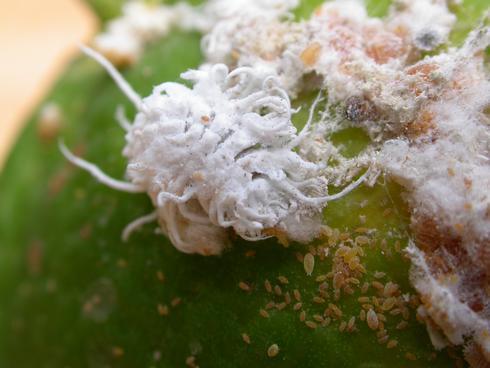 White wax-covered larva of mealybug destroyer lady beetle, <I>Cryptolaemus montrouzieri,</I> (lower left) feeding on nymphs of citrus mealybug, <I>Planococcus citri,</I> on young citrus fruit.