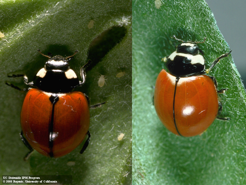 Left: Adult lady beetle with red wings without spots, black head has two white spots on either side. Right: Orange-red lady beetle with no spots. Its black head has a white band across it. Credit: Jack Kelly Clark