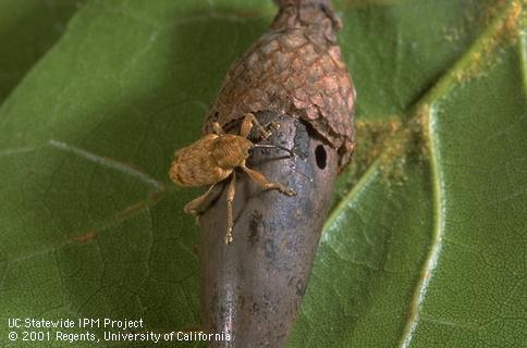 Adult filbert weevil, <i>Curculio occidentis</i>, on coast live oak acorn with exit hole of mature larva.