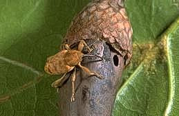 Adult filbert weevil and larval emergence hole in acorn.