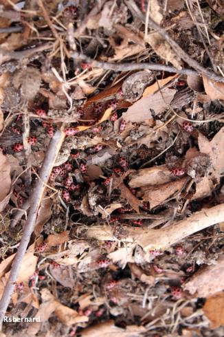 Overwintering aggregation of adult pink spotted lady beetles, Coleomegilla maculata.