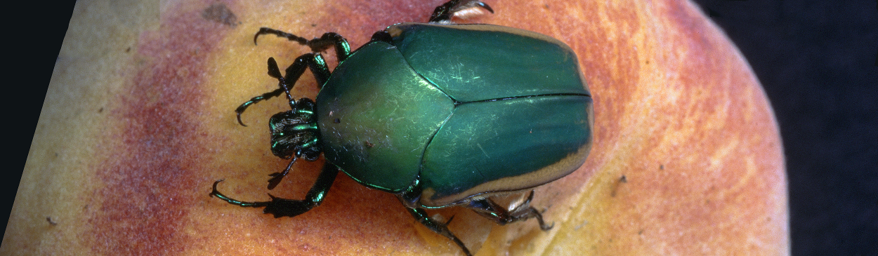 Green fruit beetle, Cotinis sp.