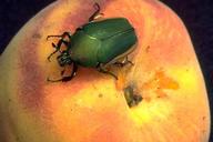 Green fruit beetle