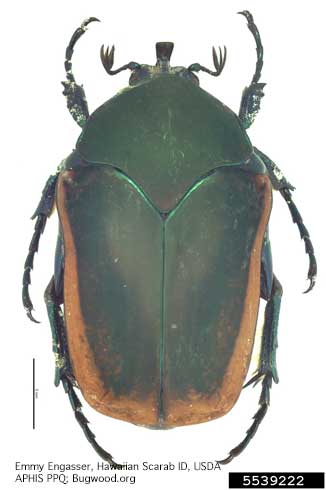 Adult green fruit beetle, <i>Cotinis mutabilis</i>.