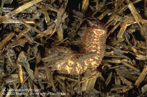 Larva of green fruit beetle, <i>Cotinis mutabilis,</i> in wet compost.