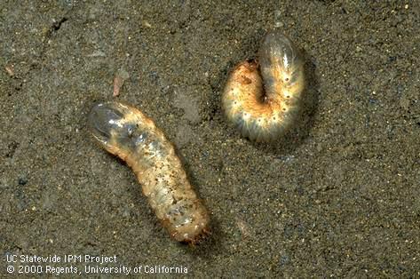 Larvae of green fruit beetle, <i>Cotinis mutabilis.</i>.