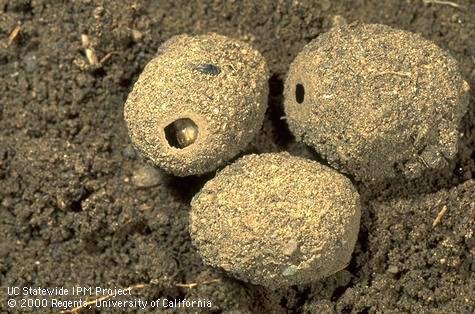 Soil pupation cells of a green fruit beetle, <i>Cotinis mutabilis</i>.