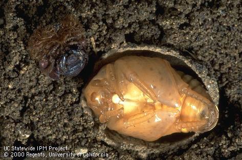 Pupa of a green fruit beetle, <i>Cotinis mutabilis,</i> exposed in its soil pupation cell.