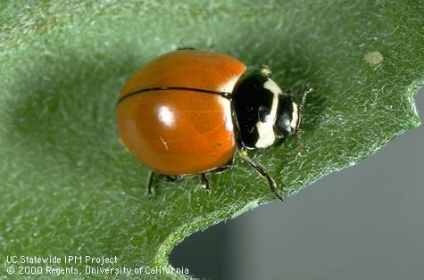 Adult ninespotted lady beetle.