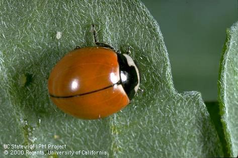 Adult ninespotted lady beetle.