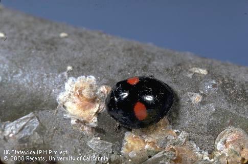 Adult twicestabbed lady beetle, <i>Chilocorus orbus,</i> feeding on walnut scale, <i>Diaspidiotus (=Quadraspidiotus) juglansregiae.</i>.