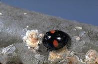 Twicestabbed lady beetle