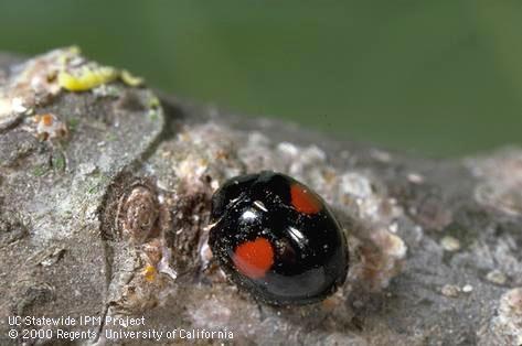 Adult twicestabbed lady beetle.