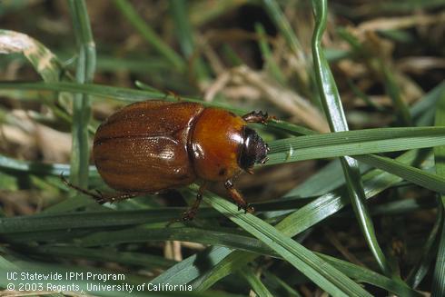 Adult masked chafer, <I>Cyclocephala pasadenae.</I>  .