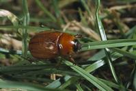 Adult masked chafer