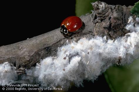 Adult spotless lady beetle, <i>Cycloneda sanguinea</i>, and woolly apple aphids, <i>Eriosoma lanigerum</i>, on which it feeds.