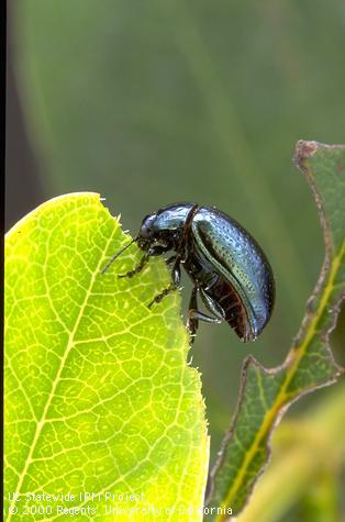 Adult Klamathweed beetle, <i>Chrysolina quadrigemina</i>.