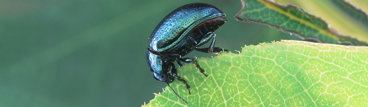 Adult Klamathweed beetle, Chrysolina quadrigemina.