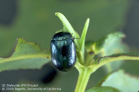 Adult Klamathweed beetle, <i>Chrysolina quadrigemina</i>.