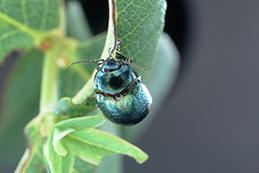 Adult Klamathweed beetle and its chewing damage.