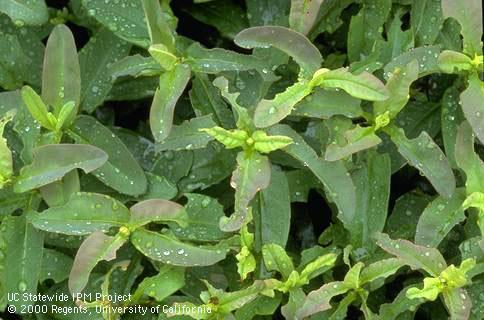 Klamathweed beetle, <i>Chrysolina quadrigemina</i>, feeding damage to creeping St. Johnswort, <i>Hypericum calycinum</i>.