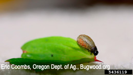 Larva of Klamathweed beetle.