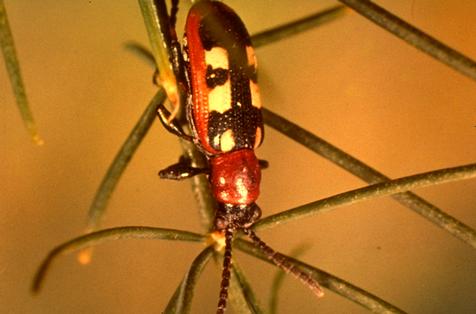 An asparagus beetle adult on asparagus ferns.