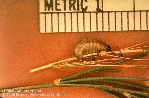 Larva of an asparagus beetle, <i>Crioceris asparagi</i>.